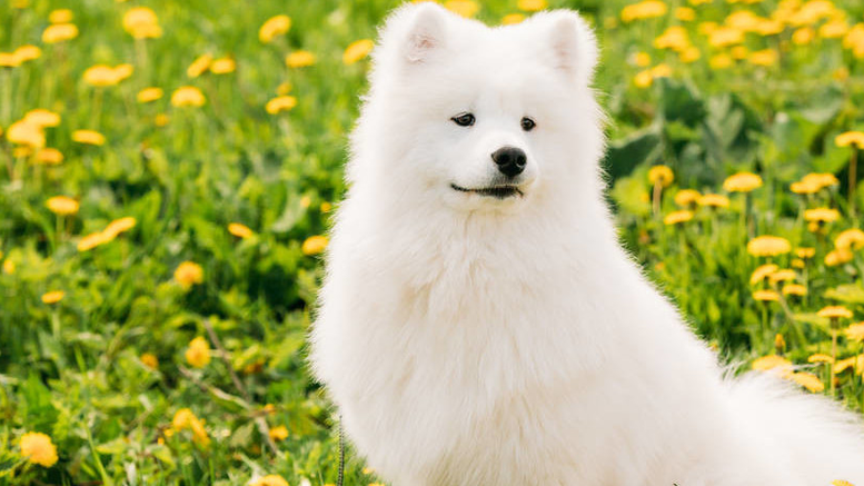 萨摩耶犬会看家吗 对比其他宠物来说适合看家