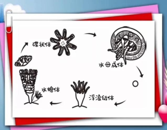 水母的繁殖和生活史