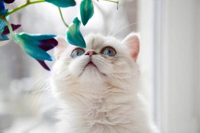 猫抓家具怎么办 如何防止猫乱抓家具