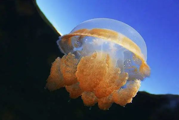 水母与海蛰的关系及蛰伤处理