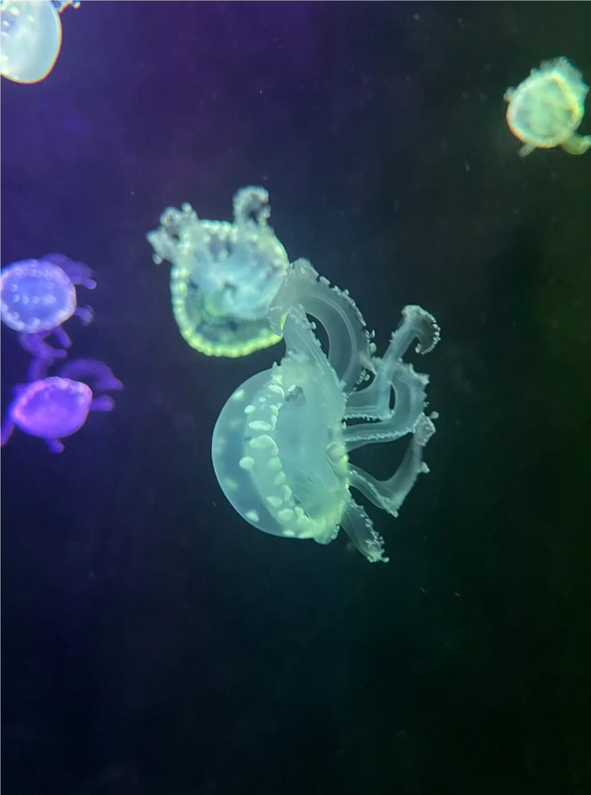 水母摆摊日入500哪些要注意点？保姆级。成本7-8块，卖20-35之间