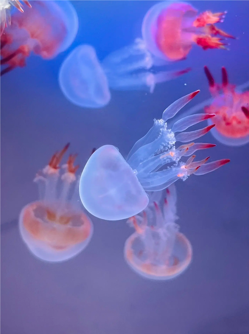 水母摆摊日入500哪些要注意点？保姆级。成本7-8块，卖20-35之间