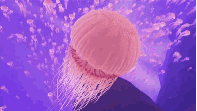 水母的这些天敌你都知道吗？