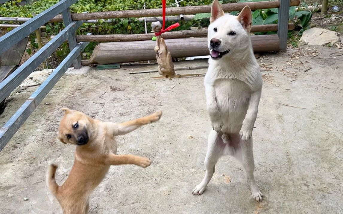 怎样喂小狗吃饭 如何训练狗狗用餐顺序