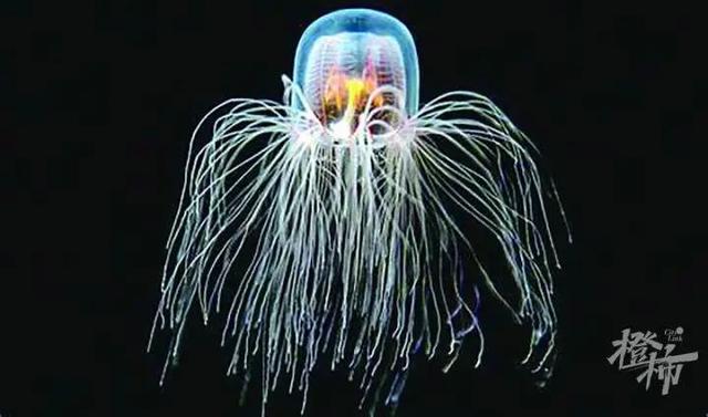 两年重生10次！科学家揭开“永生水母”遗传密码，人类长生不老的梦想有望成真吗？