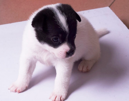 呆萌可爱且淘气的狗狗