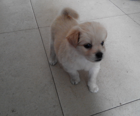 呆萌可爱且淘气的狗狗