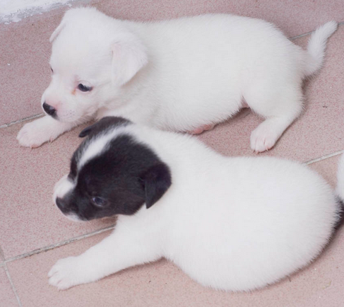 呆萌可爱且淘气的狗狗