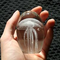 水母该如何养？养水母需要注意什么？