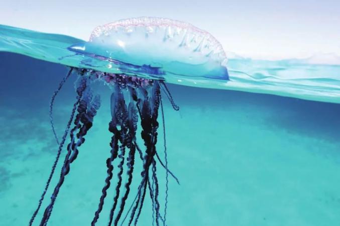 水母｜美丽的漂流者