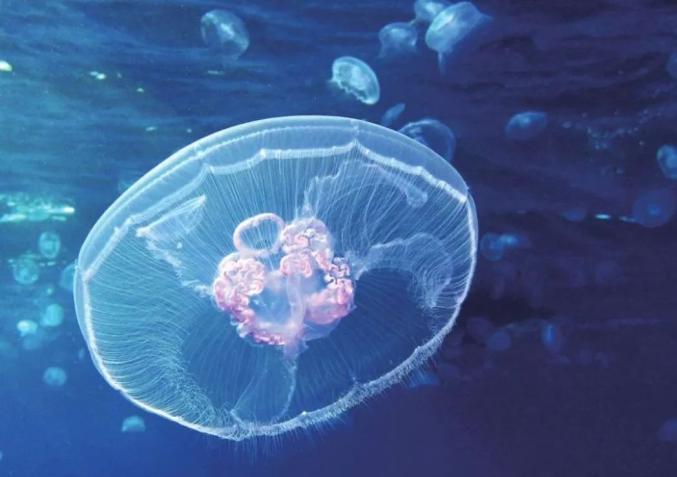 水母｜美丽的漂流者