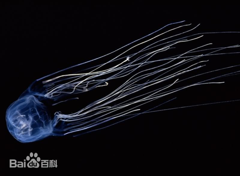 澳大利亚箱形水母