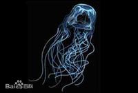 澳大利亚箱形水母图集