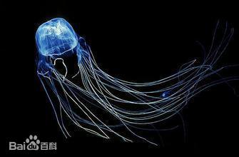 澳大利亚箱形水母