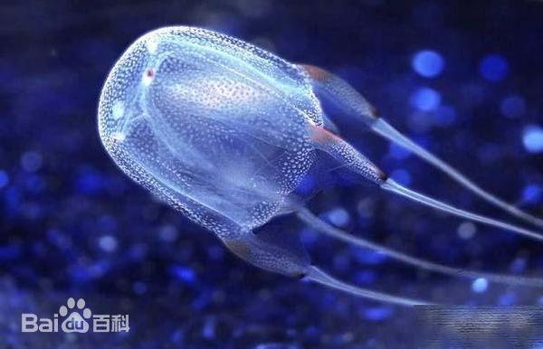 澳大利亚箱形水母图集