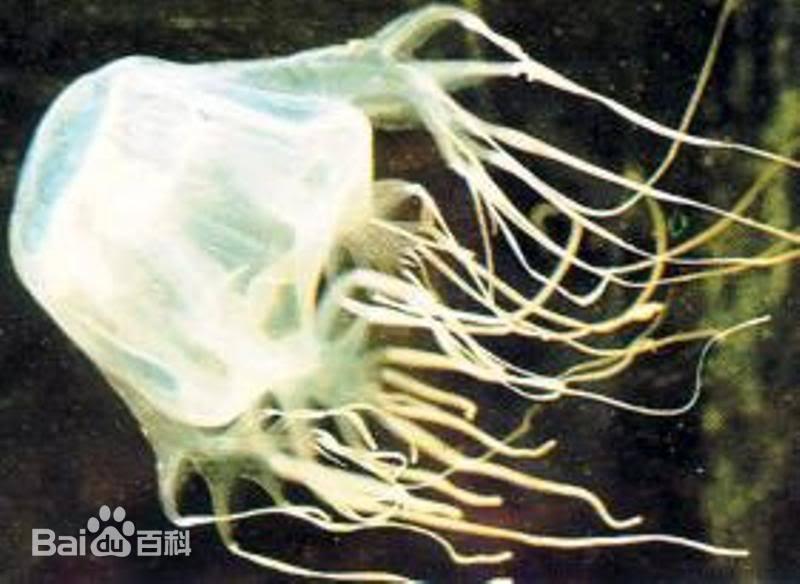 澳大利亚箱形水母图集