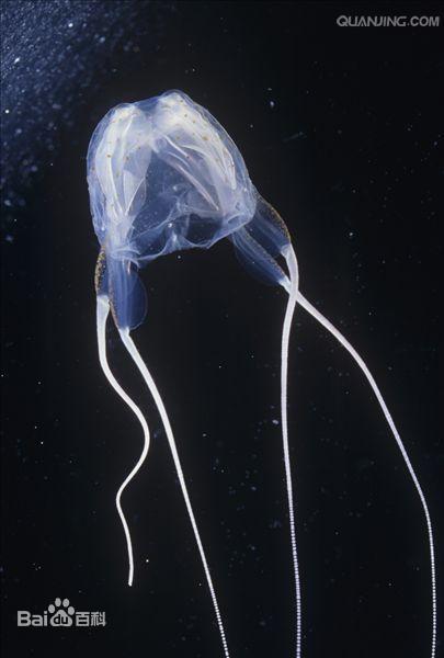 澳大利亚箱形水母图集