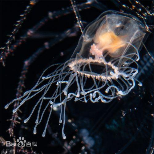 灯塔水母图集