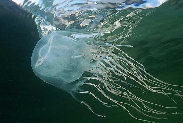 水母｜美丽的漂流者