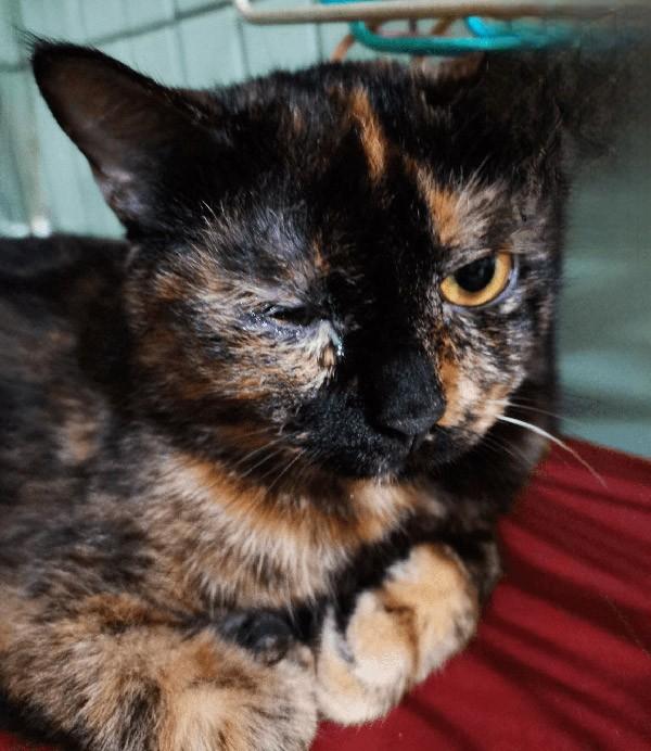 猫咪猫鼻支炎感染痊愈