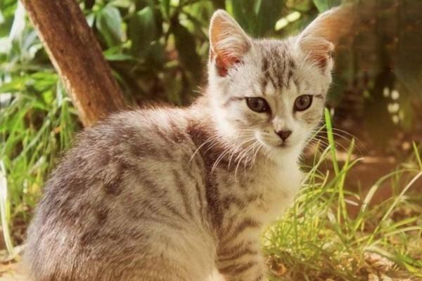 猫咪中暑的症状和治疗方法