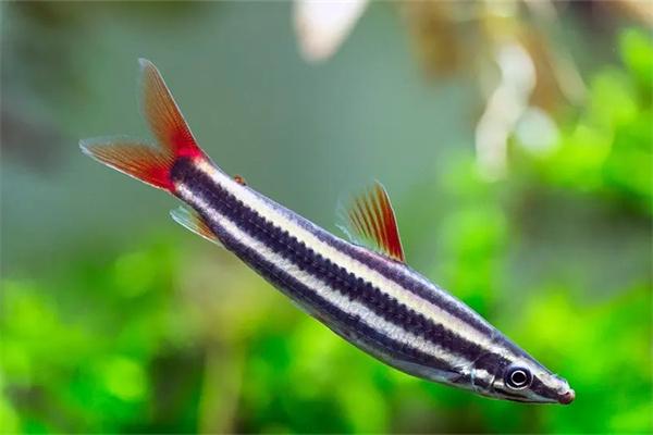 三角灯鱼可以和什么鱼混养？