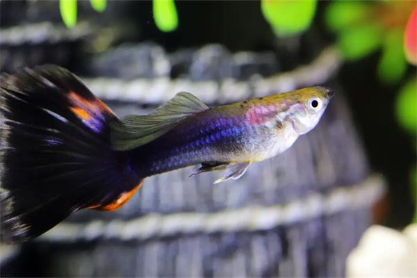 三角灯鱼可以和什么鱼混养？