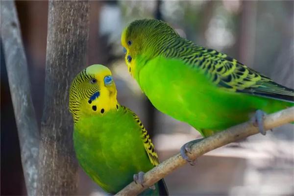 虎皮鹦鹉怎么洗澡？