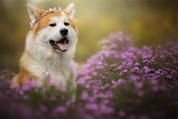 狗狗吃狗粮不嚼直接吞怎么办？