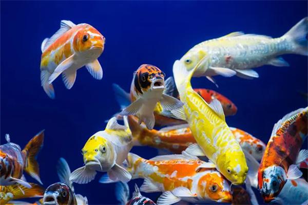 怎么促进锦鲤繁殖？