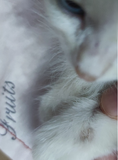 幼猫感染猫癣的已康复