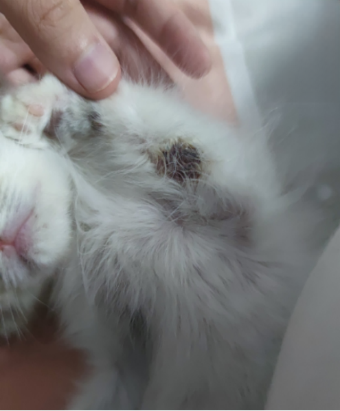 幼猫感染猫癣的已康复