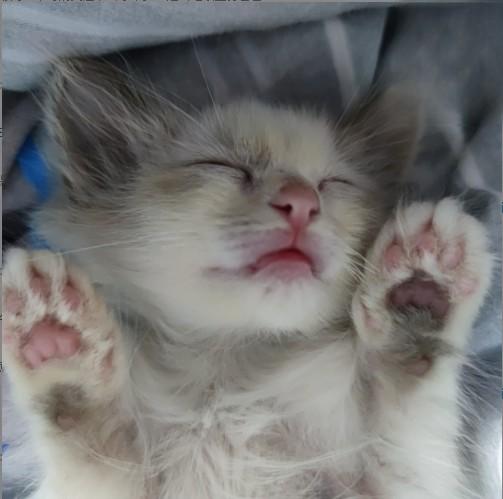 幼猫感染猫癣的已康复