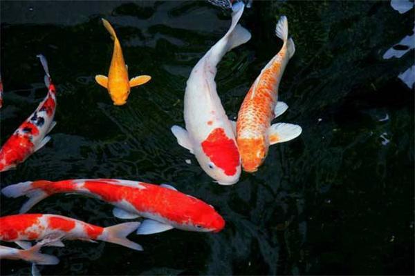 锦鲤都有哪些繁殖方法？