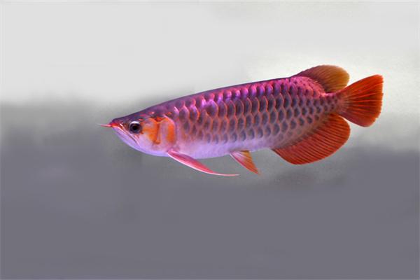 龙鱼适合和什么鱼混养？