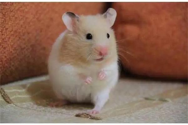 什么品种的仓鼠比较好养？