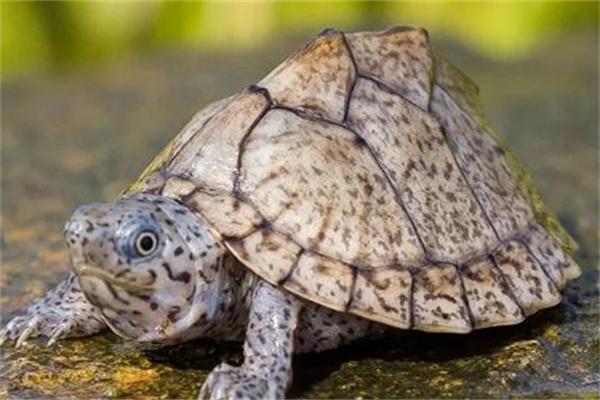 豹龟的饲养方法