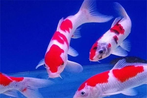 如何增强锦鲤的体色？