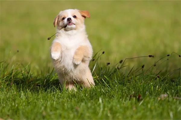 新手养狗要准备什么？