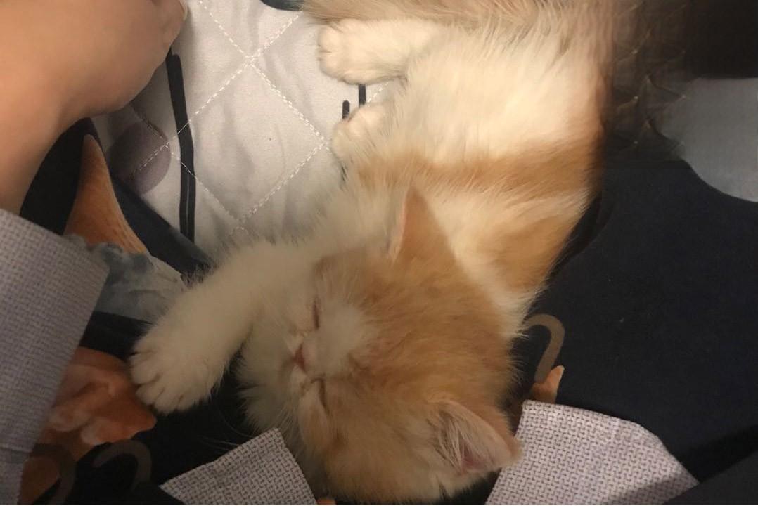 加菲猫感染猫瘟痊愈