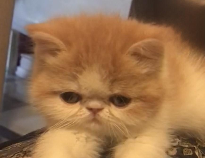 加菲猫感染猫瘟痊愈