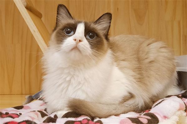 猫咪贫血吃什么食物可以补血？