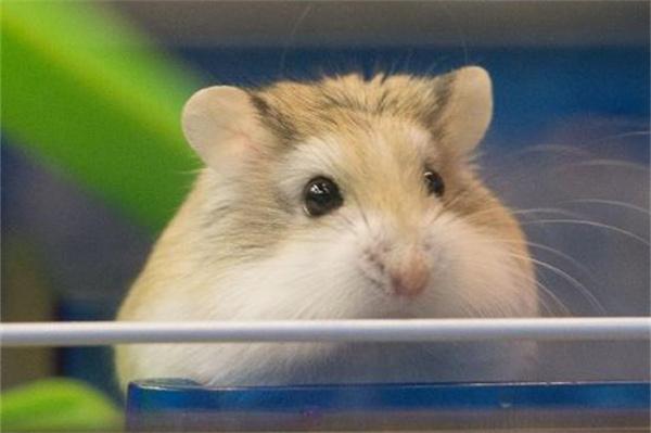 仓鼠咬笼子太吵了怎么办？