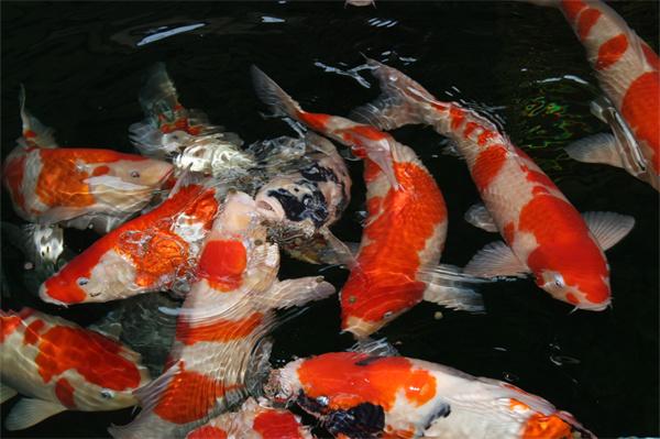 锦鲤需要光照吗？