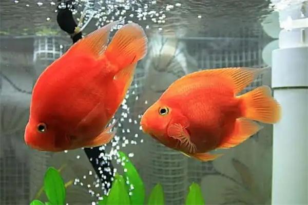 鱼缸的种类有哪些？