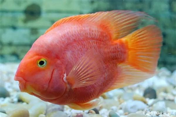 鱼缸的种类有哪些？