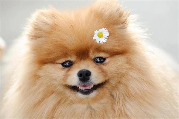 狗狗为什么喜欢闻主人的裤裆？