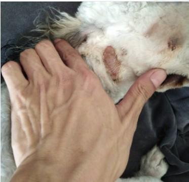 狗狗皮肤掉毛瘙痒已治愈