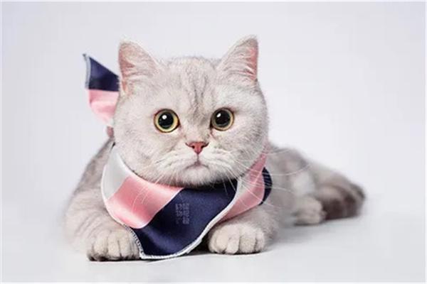 为什么猫咪会偏爱家里的某个成员？