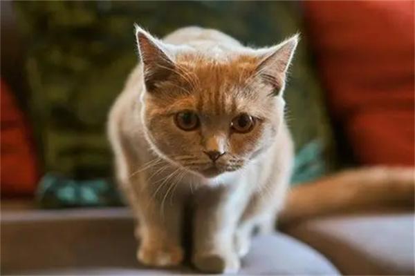 夏天可以给猫咪喝冰水降温吗？